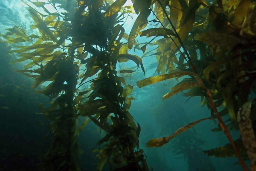 BullKelp_web-1024x685